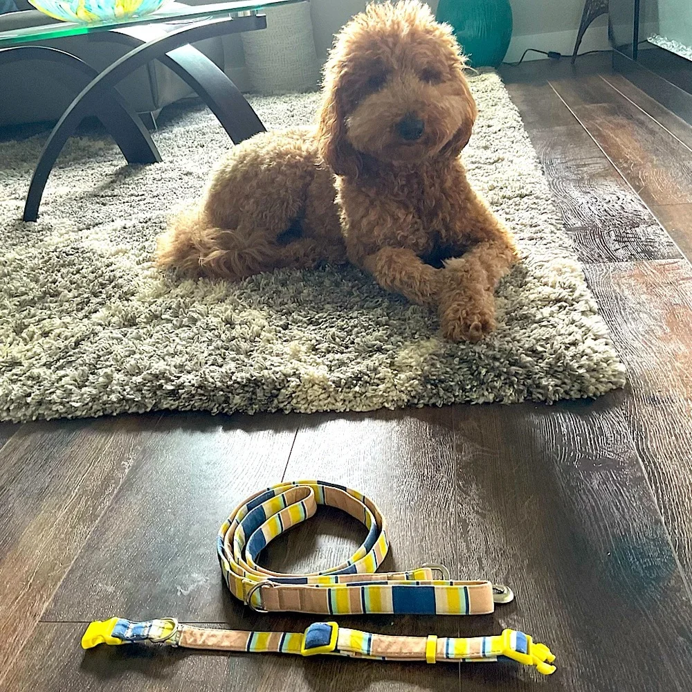 Adjustable Dog Collar and Leash Med